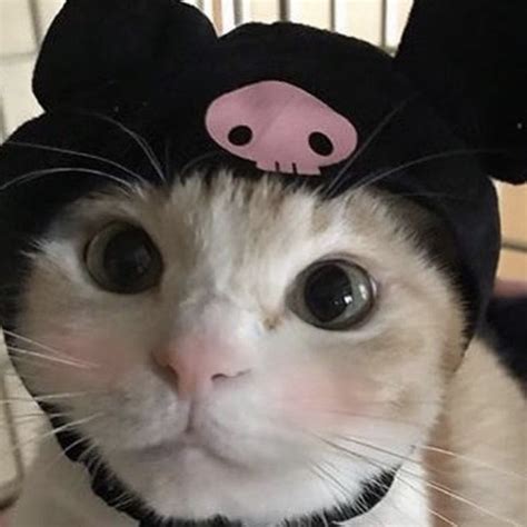 Vibing Anime Pfp Cute Cat  Pfp Karprisdaz