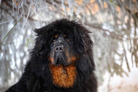 Tibetan Mastiff Dog Breed Characteristics And Care