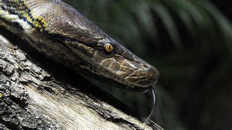 Animals Snake Reptiles Python Wallpapers Hd Desktop