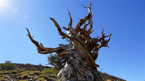 Walking Among The Ancients Discovery Trail At Ancient Bristlecone