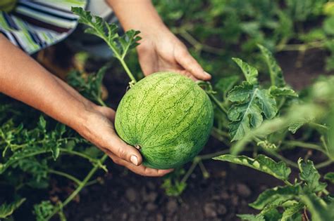 How To Plant And Grow Watermelons Gardeners Path