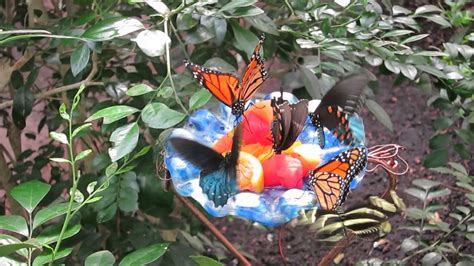 Butterfly Garden Bronx Zoo Youtube