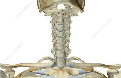 Surface anatomy of the head and neck. The bones of the neck - Stock Image - F001/6553 - Science Photo Library