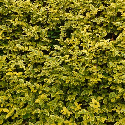 Golden Privet Hedge Ligustrum Ovalifolium Aureum