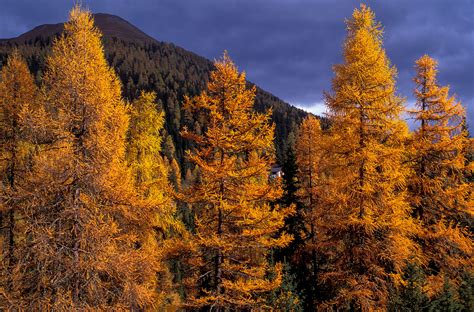 Golden Larches And Snowy Peaks In The Swiss Alps 2023 My Swiss Photo Tour