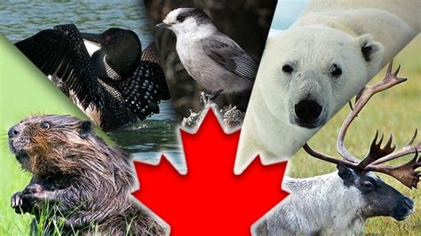 5 Cool Canadian Animals Explore Awesome Activities