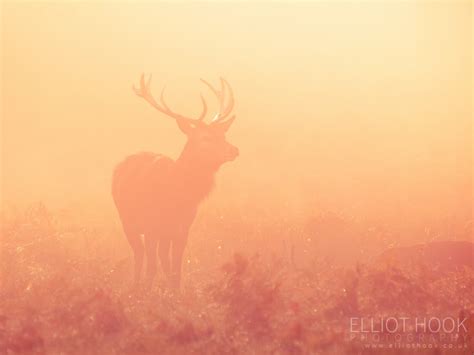 Red Deer In The Mist Elliot Hook Photography