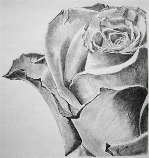 Pin On Draw Beautiful Roses