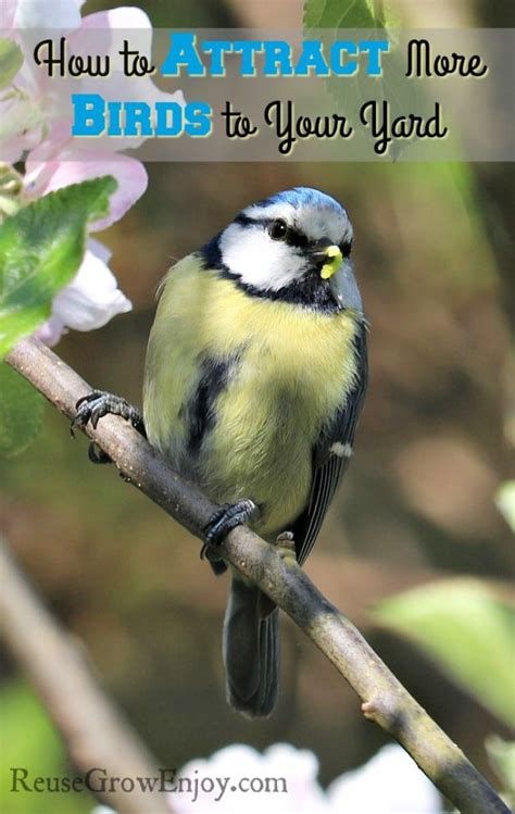 How To Attract Birds To Your Yard This Summer Reuse Grow Enjoy