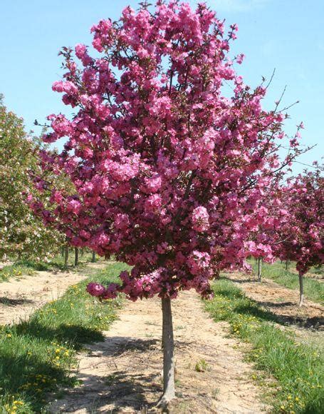 Non Fruiting Crabapple Trees Fruit Trees