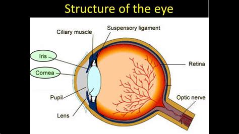 The aqueous humor is the fluid normally present in the front and rear chambers of the eye. Structure Of The Eye - YouTube
