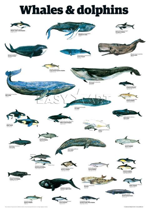 Whales And Dolphins Pinned By Keva Xo Dolphin Art Whale Art Underwater