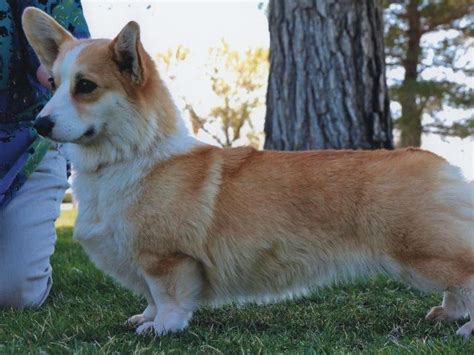 When a member places or sells a cardigan welsh corgi on a limited registration as provided by the akc, the reason(s) for such shall be clearly understood by the buyer, and the breeder/owner shall have a signed statement to that effect. Robin Jones - Pembroke Welsh Corgi Puppies For Sale