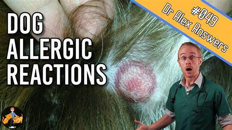 Revolution Reaction Allergic Reactions And Dog Hives Dog Health