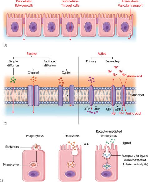 Overview Of Epithelial Barriers Basicmedical Key