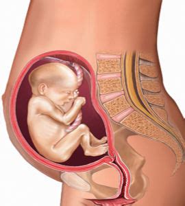 You may be more conscious of feeling a heaviness when you sit down or at the end of the day. 20 Weeks Pregnant | Fit Pregnancy and Baby