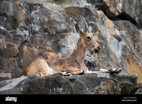 Siberian Ibex Capra Sibirica Stock Photo Alamy