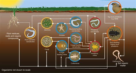 The Soil Food Web And Nutrient Cycling Ahdb
