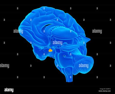 Pituitary Gland Brain High Resolution Stock Photography And Images Alamy