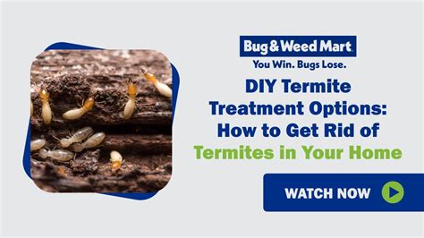 Diy Termite Treatment Options How To Get Rid Of Termites In Your Home