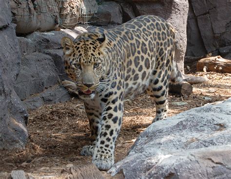 Amur Leopard Far Eastern Leopard Panthera Pardus Orientalis 아무르