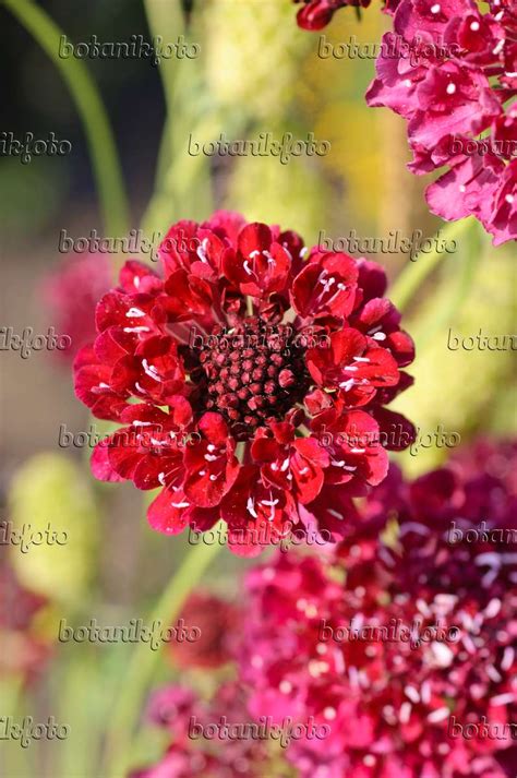 Images Scabiosa Images Of Plants And Gardens Botanikfoto
