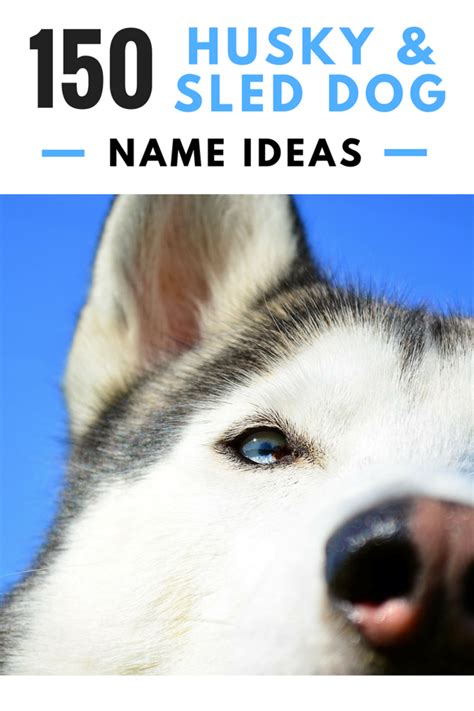 150 Cool Husky Names And Sled Dog Name Ideas Pethelpful