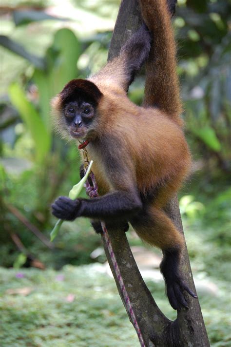 Filepanama Spider Monkey Costa Rica Wikipedia