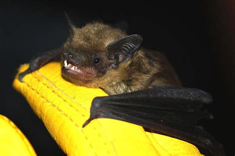 Night Of The Cemetery Bats St Louis Public Radio