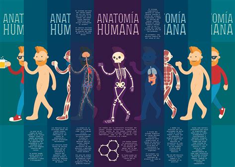 Infografia Cuerpo Humano Cuerpo Humano Cuerpo Humano Anatomia Images
