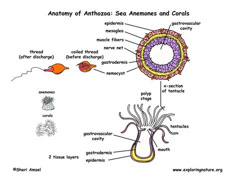 Class Anthozoa Sea Anemones Corals