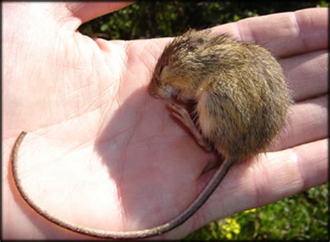 Colorados Small Mammals Part I Rodents Colorado Virtual Library