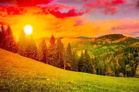 Ukraine Scenery Sunrises And Sunsets Mountains Carpathians Fir Sun Grass Nature