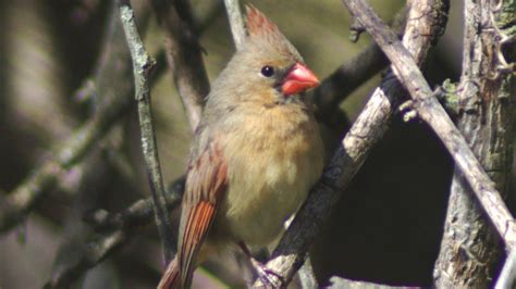 Female Cardinal Chirping Sounds Youtube
