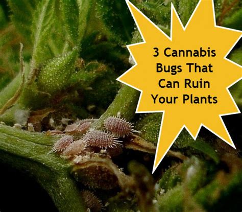 3 Common Bugs In Cannabis Cultivation That You Want To Avoid