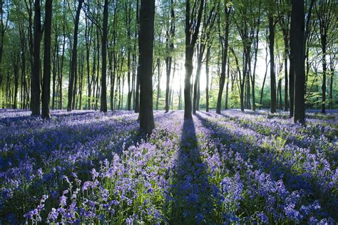 10 Best English Bluebell Woods To Visit April And May