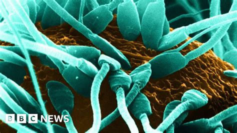 Lab Grown Sperm Makes Healthy Offspring Bbc News