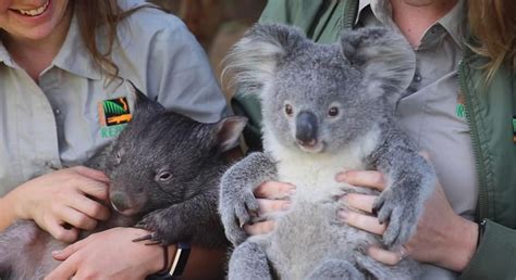 Koala Y Wombat Se Convirtieron En Mejores Amigos Durante El Aislamiento