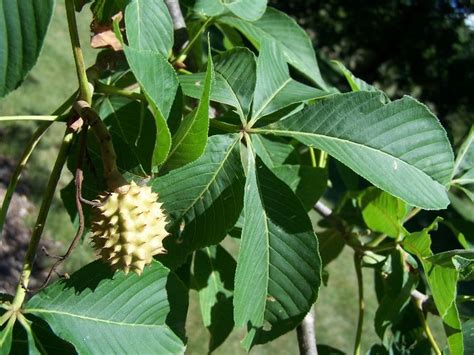 We did not find results for: Growing Buckeye Trees From Seed | Garden Guides | Garden ...
