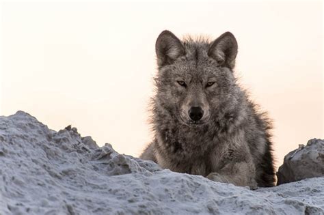 White Wolf 29 Majestic Photos Of Russian Wolves By Ivan Kislov Are