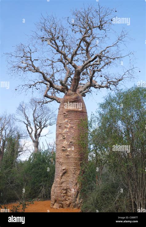 Giant Baobab Tree In The Spiny Forest Of Ifaty Western Madagascar