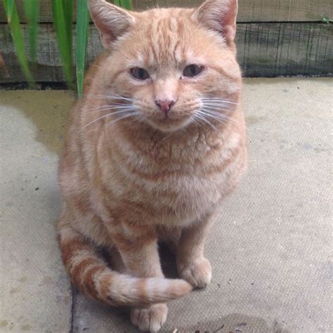 Found Cat Ginger Cat Called Not Known Ging Marmalade Witney Area