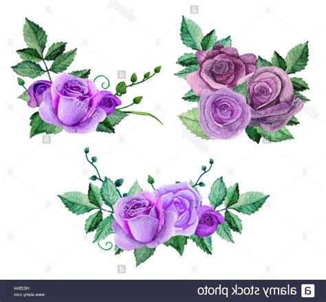Stock Photo Watercolor Purple Roses Bouquets Flowers Vector Clip Art