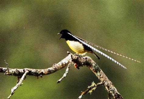 Burung yang satu ini memiliki banyak sekali keunggulan dibandingkan dengan jenis. Gambar Animasi Burung Kenari - Gambar Animasi Keren