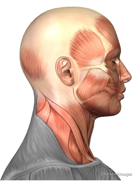 Lámina Fotográfica Anatomía De Los Músculos De La Cara Humana Vista
