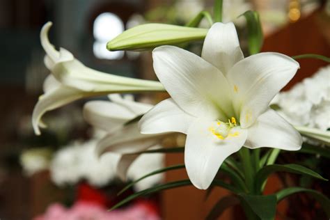 List Of Different Types Of Lilies With Pictures