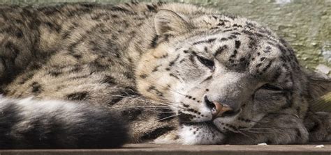 Briefing On Snow Leopards In Illegal Trade Asias Forgotten Cats