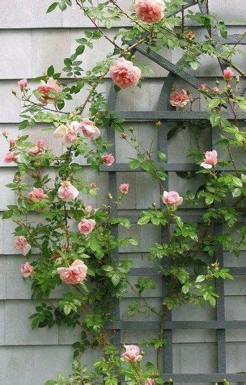 Beautiful Garden To Grow With Rose Flower Youll Love 18 Trellis