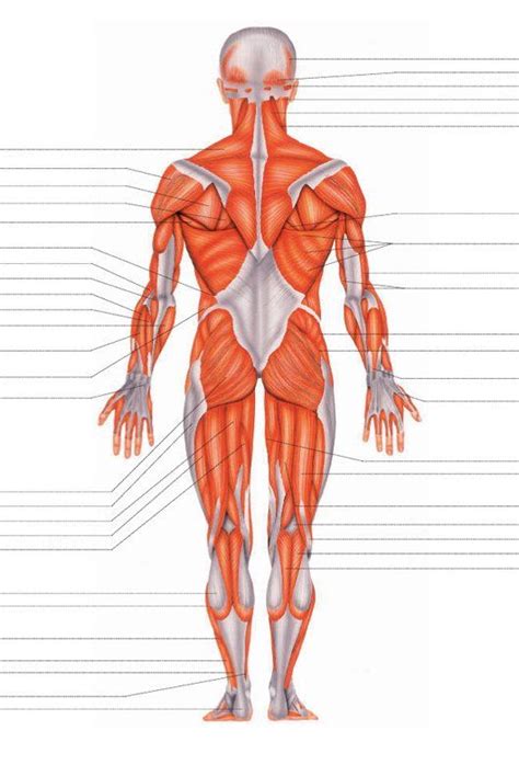 32 Best MÚsculos Del Cuerpo Humano Images On Pinterest Human Body