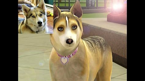 Shelby Siberian Husky From Gttsd Sims 3 Pets Downloadable Youtube